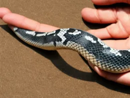 Jak zrobić węża z rąk