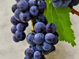 Jak zrobić wino z czarnych winogron