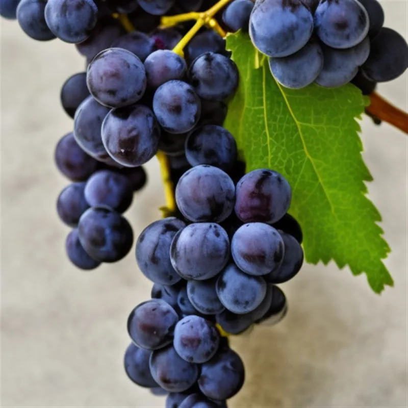 Jak zrobić wino z czarnych winogron
