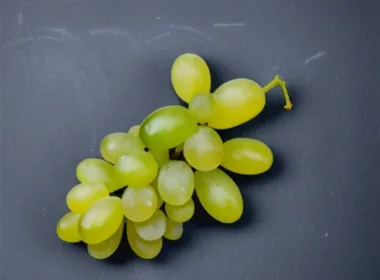 Jak zrobić wino z winogron Proporcje